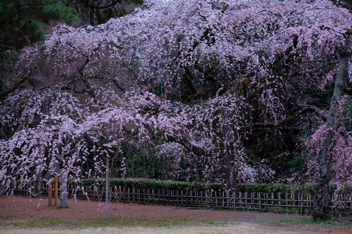 お写ん歩: 花（桜）アーカイブ